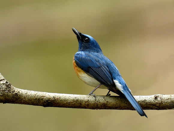 Blue-throated Blue Flycatcher (India)