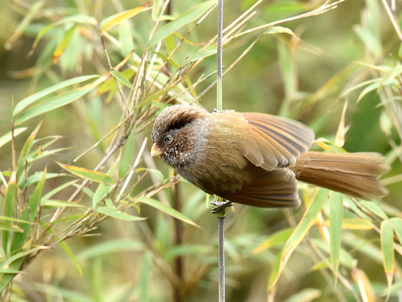Brown Parrotbill (India)