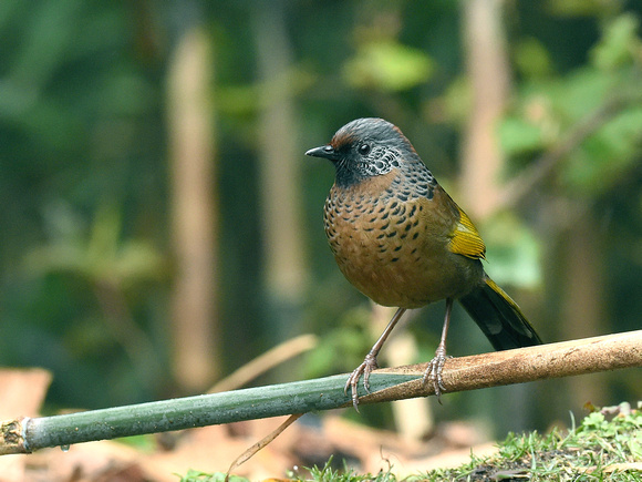 Chestnut-crowned Laughingthrush (India)