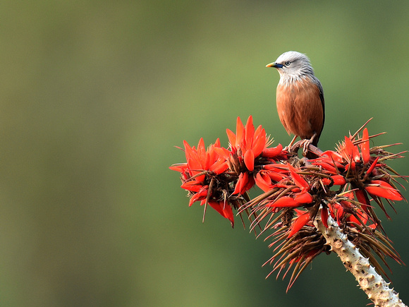 Chestnut-tailed Starling (India)