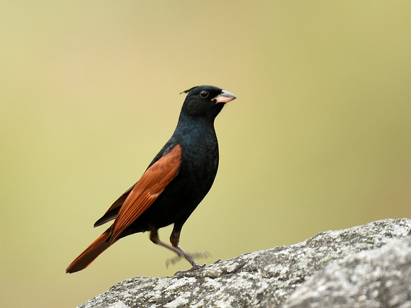 Crested Bunting (India)