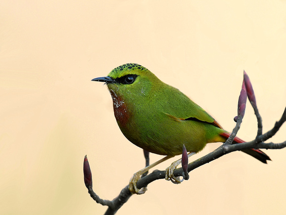 Fire-tailed Myzornis, male (India)