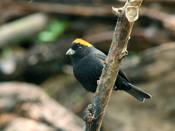 Golden-naped Finch, male (India)