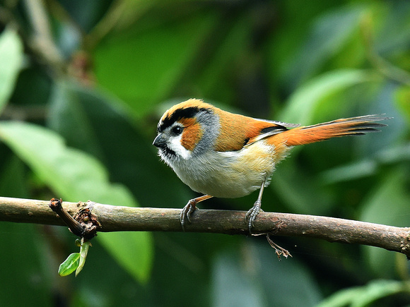Black-throated Parrotbill (India)