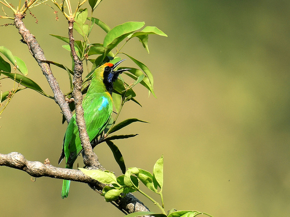 Golden-fronted Leafbird (India)