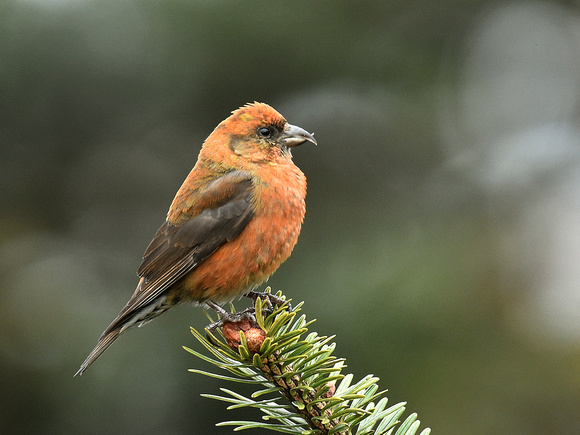 Red Crossbill, male (India)