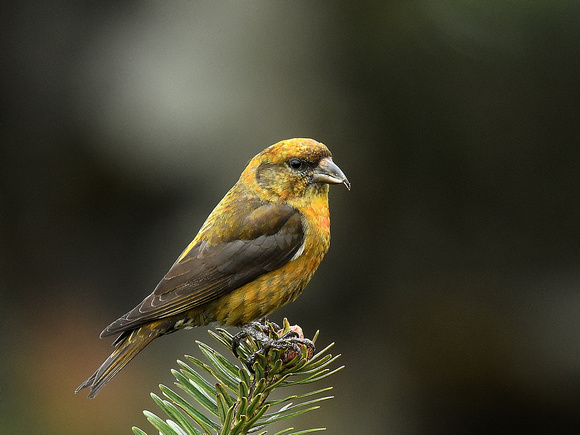 Red Crossbill, female (India)