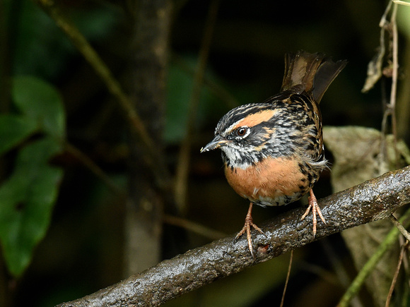 Rufous-breasted Accentor (India)
