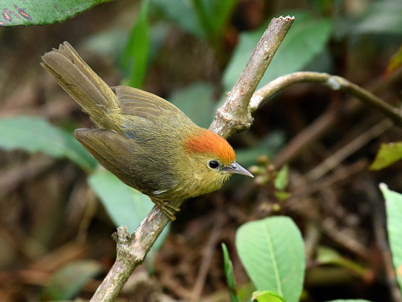 Rufous-capped Babbler (India)