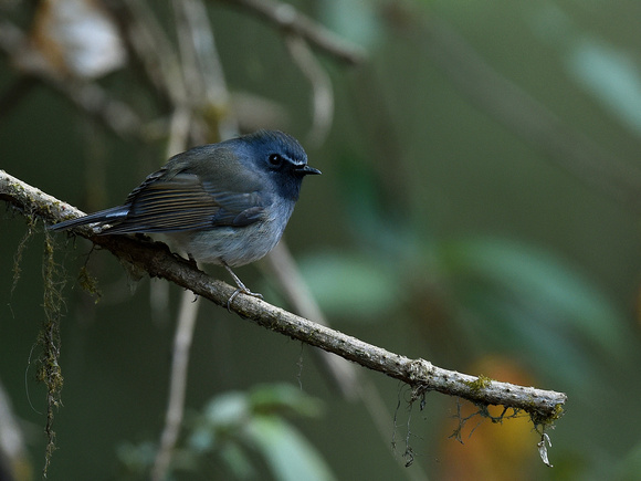 Rufous-gorgeted Flycatcher (India)