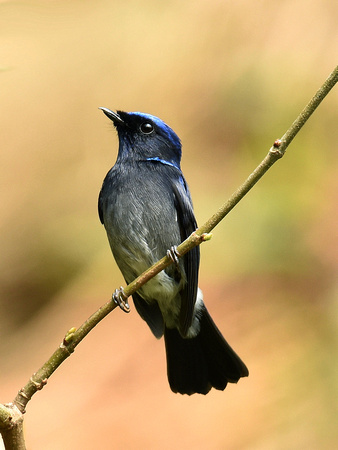 Small Niltava, male (India)