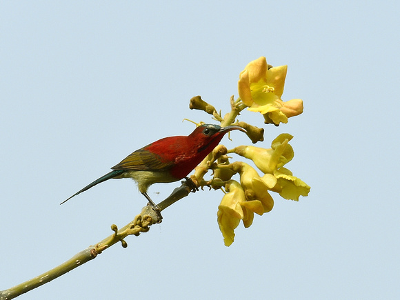 Crimson Sunbird, male (India)
