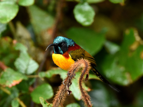 Green-tailed Sunbird, male (India)