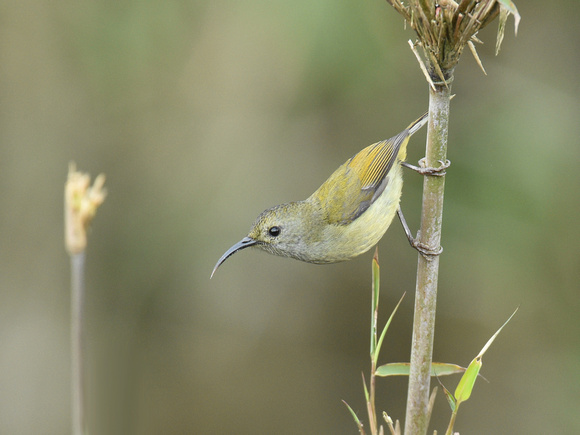 Green-tailed Sunbird, female (India)