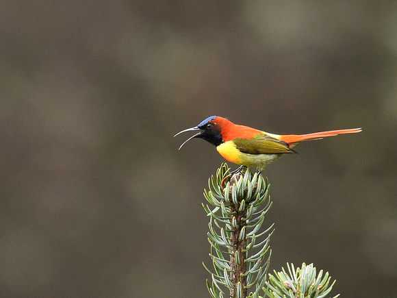 Fire-tailed Sunbird, male (India)