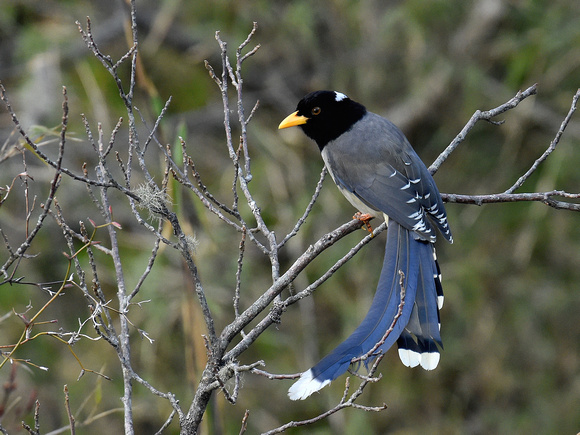 Yellow-billed Magpie (India)