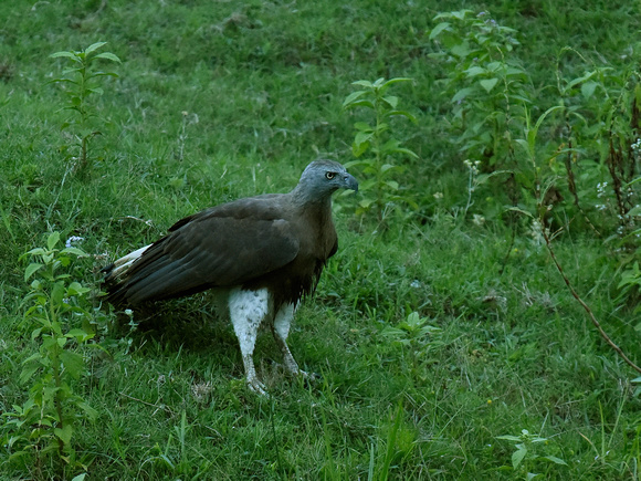 Grey-headed Fish Eagle (India)