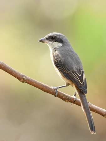Grey-backed Shrike (India)