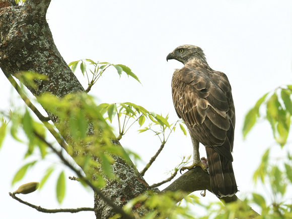 Changeable Hawk-Eagle (India)