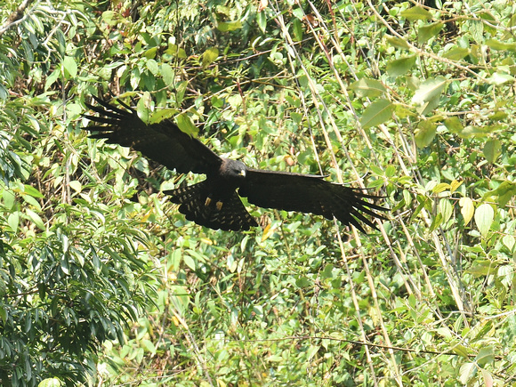 Black Eagle (India)