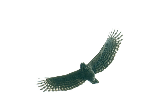 Mountain Hawk-Eagle (India)
