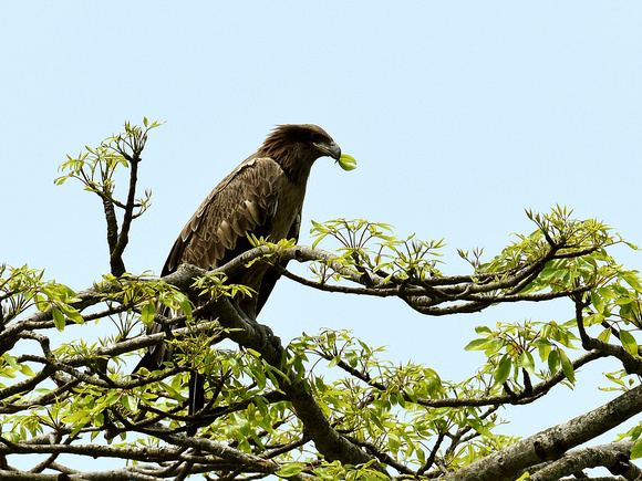 Pallas's Fish Eagle, immature (India)