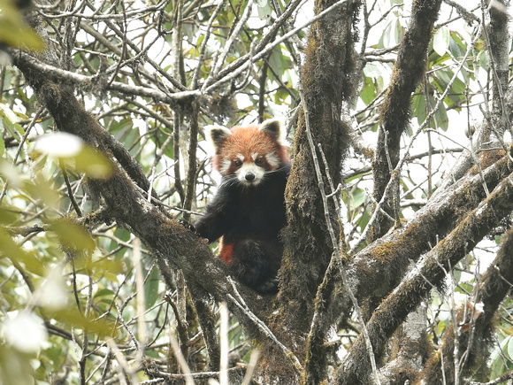 Red Panda (India) the odd man out.....