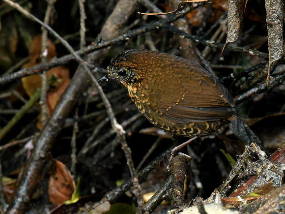 Scaly-breasted Wren-Babbler (India)