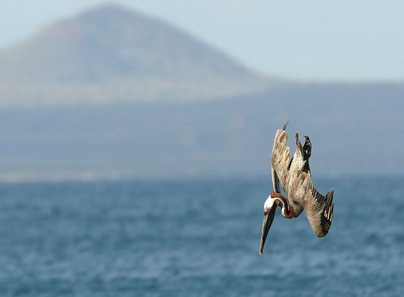 Brown Pelican (Galapagos)