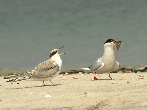 Common Tern (USA)