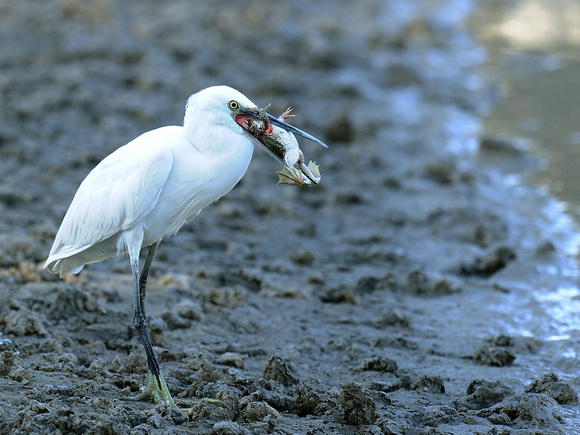 Little Egret (India)