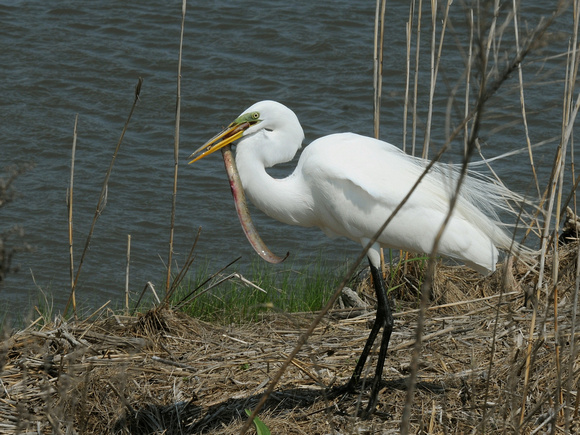 Great Egret (USA)