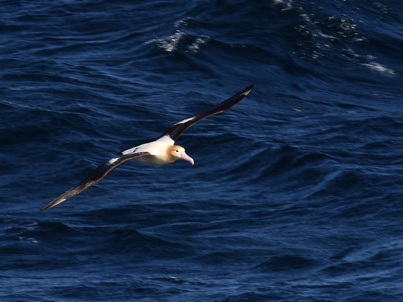 Short-tailed Albatross (Japan)