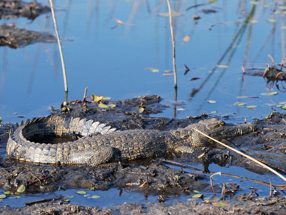 Nile crocodile, young (Botswana)