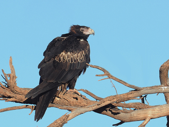 Wedge-tailed Eagle (Australia)