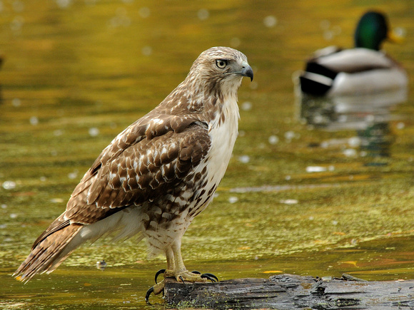 Red-tailed Hawk, immature (USA)