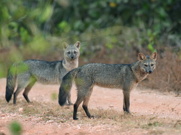 Crab-eating Foxes, couple (Brazil)