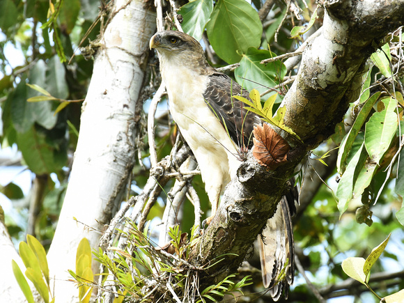 Papuan Eagle (New Guinea)