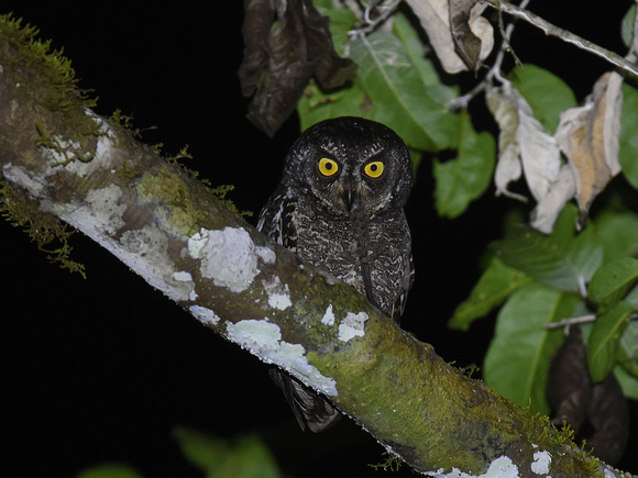 Biak Scops Owl (New Guinea)