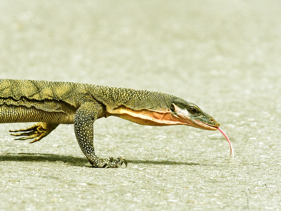 Peach-fronted Monitor (New Guinea)