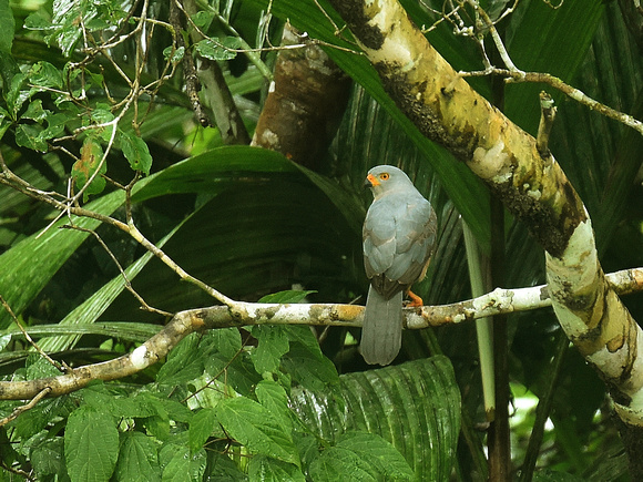 Variable Goshawk (New Guinea)