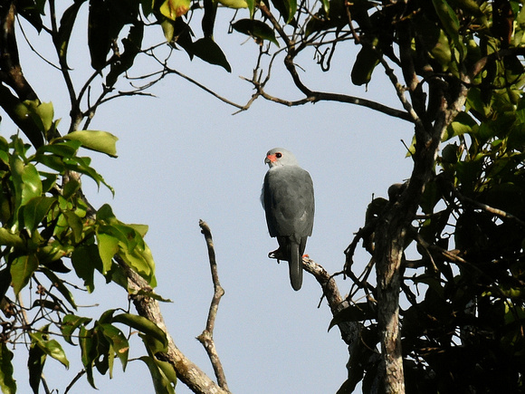 Grey-headed Goshawk (New Guinea)