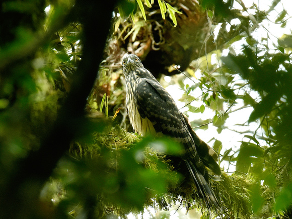 Long-tailed Honeybuzzard (New Guinea)