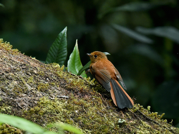 Black Fantail, female (New Guinea)