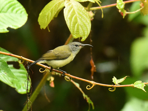 Black Sunbird, female (New Guinea)