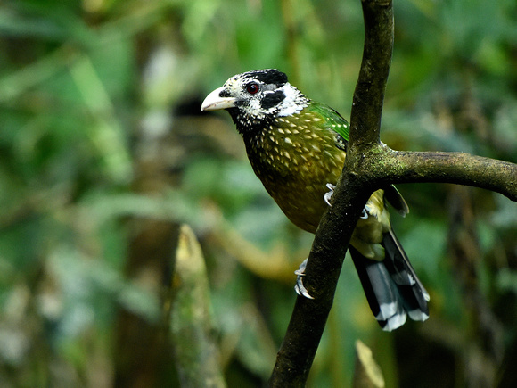 Arfak Catbird (New Guinea)