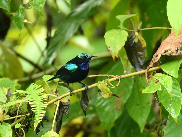 Black Sunbird, male (New Guinea)