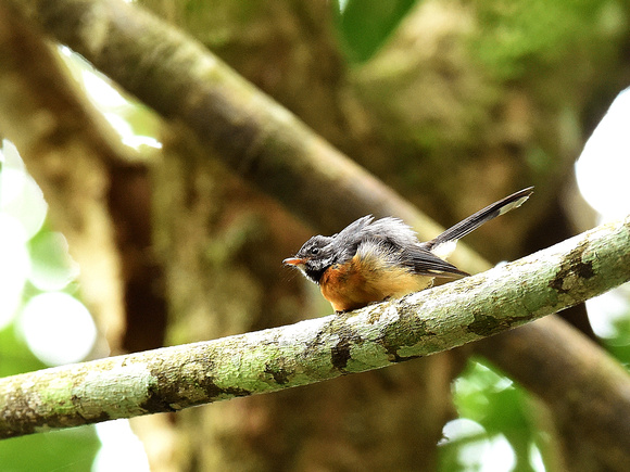 Chestnut-bellied Fantail (New Guinea)