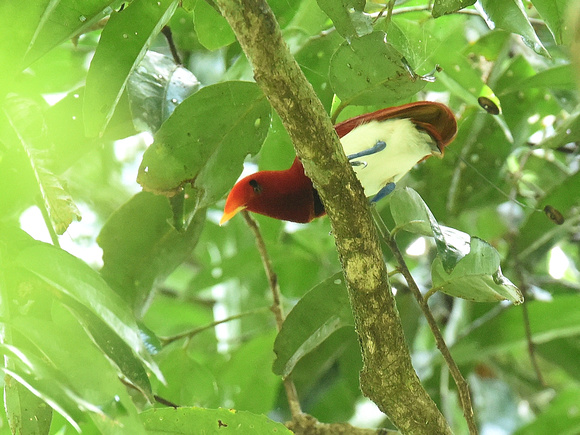 King Bird of Paradise, male (New Guinea)