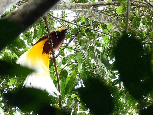 Lesser Bird of Paradise, male (New Guinea)